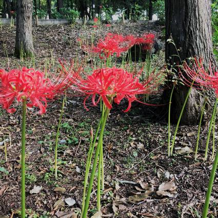 f:id:ouchibiyori:20190918185716j:plain