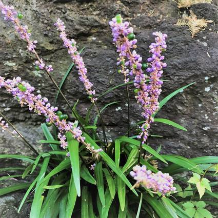 f:id:ouchibiyori:20190918185755j:plain