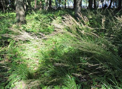 f:id:ouchibiyori:20191106205710j:plain f:id:ouchibiyori:20191106205710j:plain