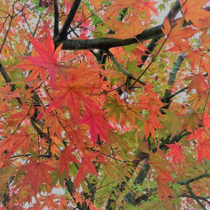 f:id:ouchibiyori:20191109171727j:plain