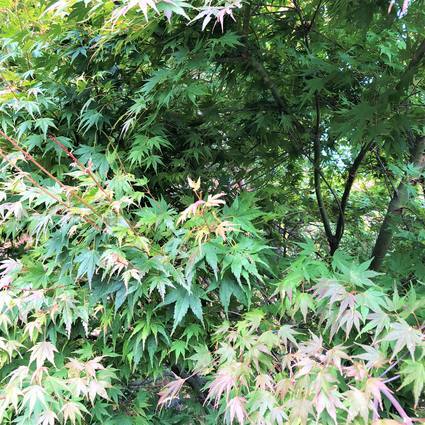 f:id:ouchibiyori:20191109171815j:plain