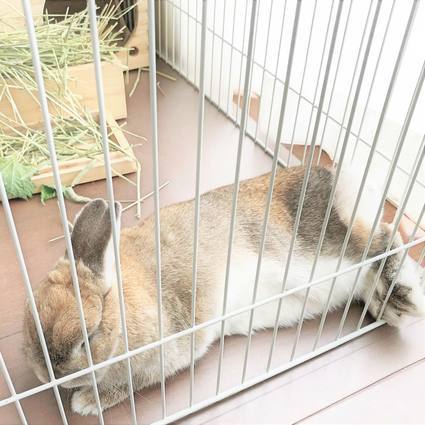 うさぎの冬支度 小さな暮らしnote