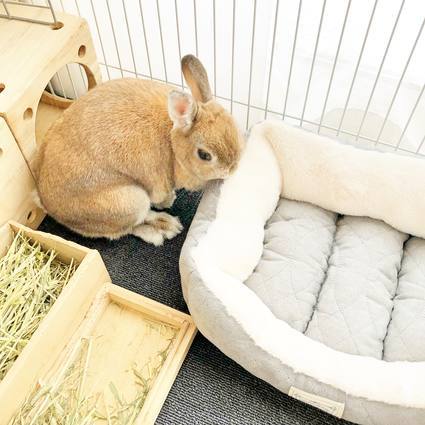 f:id:ouchibiyori:20191114201331j:plain