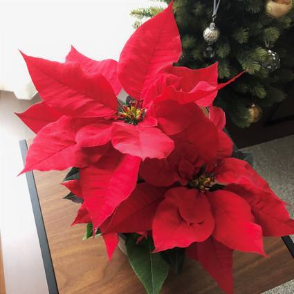f:id:ouchibiyori:20191221173255j:plain