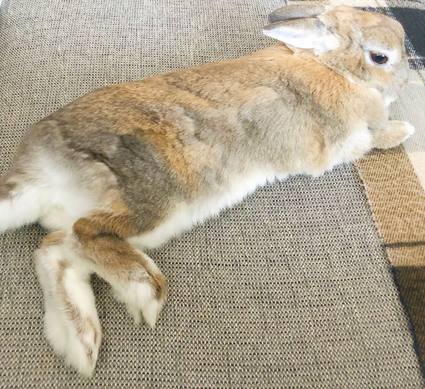 f:id:ouchibiyori:20200130194857j:plain f:id:ouchibiyori:20200130194857j:plain