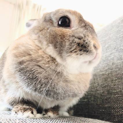 f:id:ouchibiyori:20200409191916j:plain