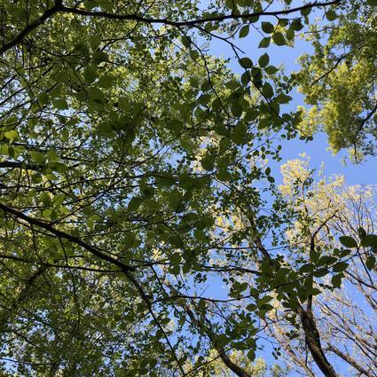 f:id:ouchibiyori:20200417190942j:plain f:id:ouchibiyori:20200417190942j:plain