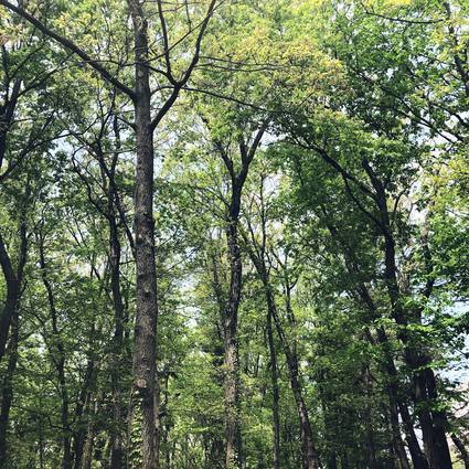 f:id:ouchibiyori:20200421210052j:plain