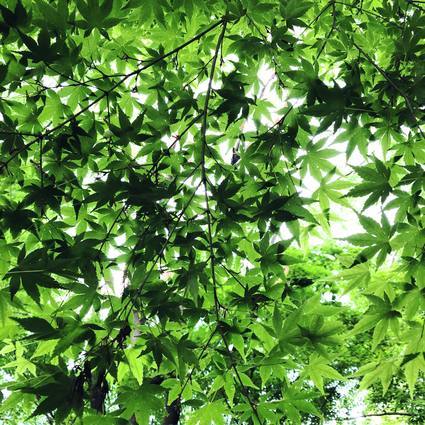 f:id:ouchibiyori:20200503194009j:plain f:id:ouchibiyori:20200503194009j:plain