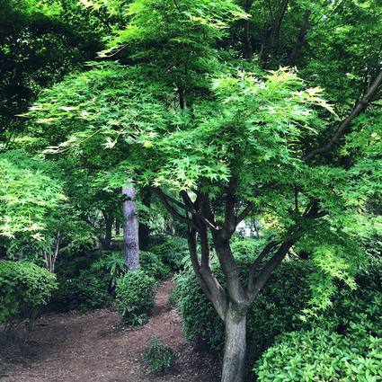 f:id:ouchibiyori:20200503194055j:plain f:id:ouchibiyori:20200503194055j:plain