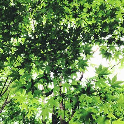 f:id:ouchibiyori:20200503203927j:plain f:id:ouchibiyori:20200503203927j:plain