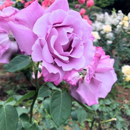 f:id:ouchibiyori:20200521205049j:plain f:id:ouchibiyori:20200521205049j:plain