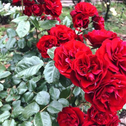 f:id:ouchibiyori:20200521205136j:plain f:id:ouchibiyori:20200521205136j:plain