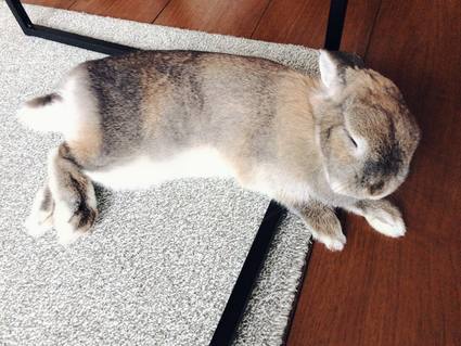 f:id:ouchibiyori:20200522205532j:plain