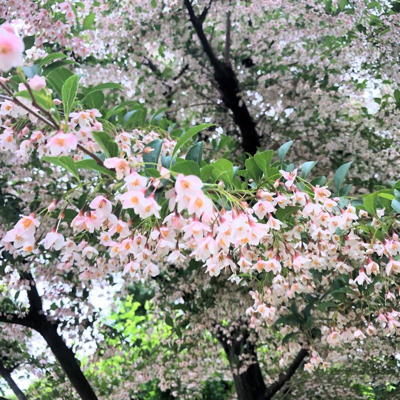 f:id:ouchibiyori:20200522214612j:plain