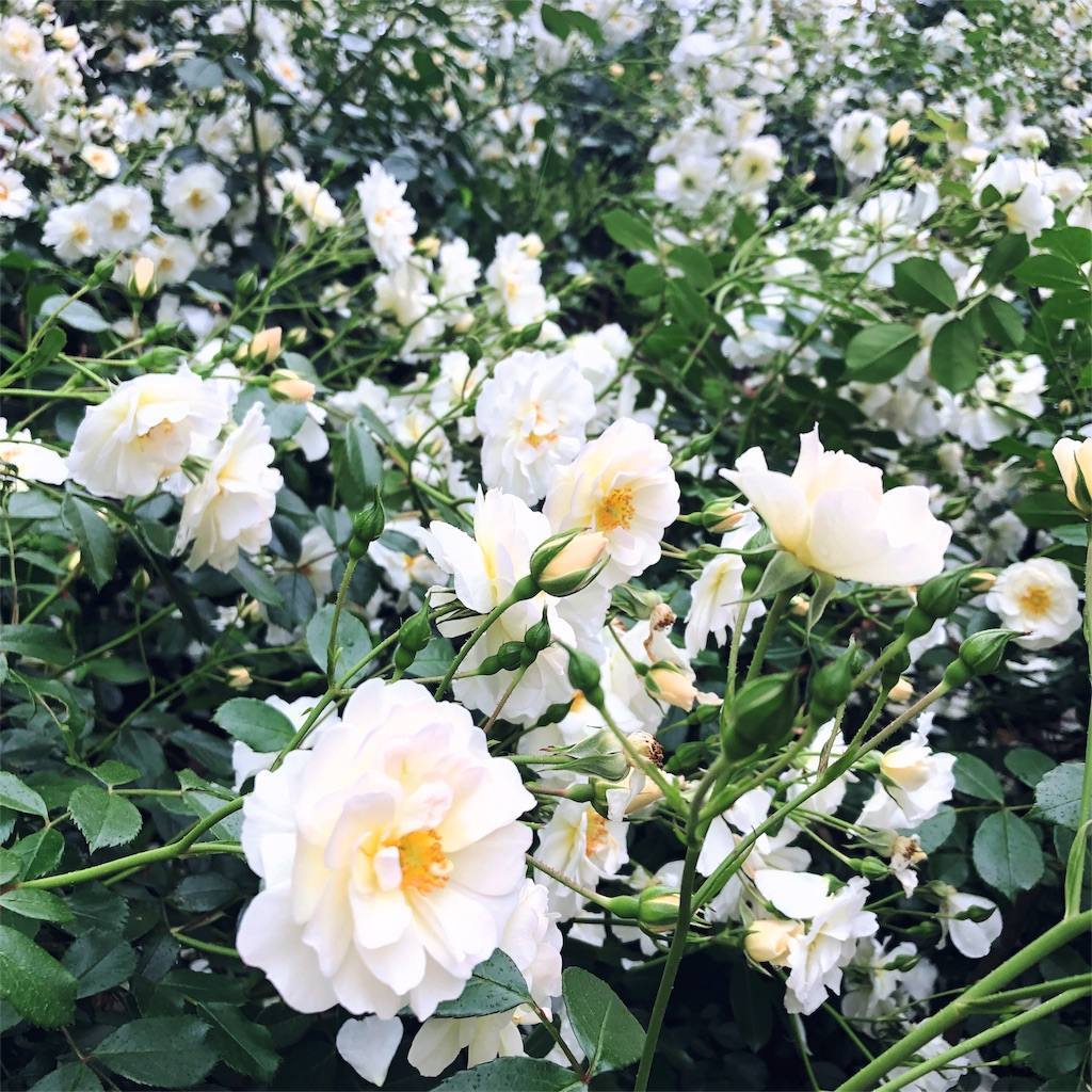 f:id:ouchibiyori:20200527215521j:image