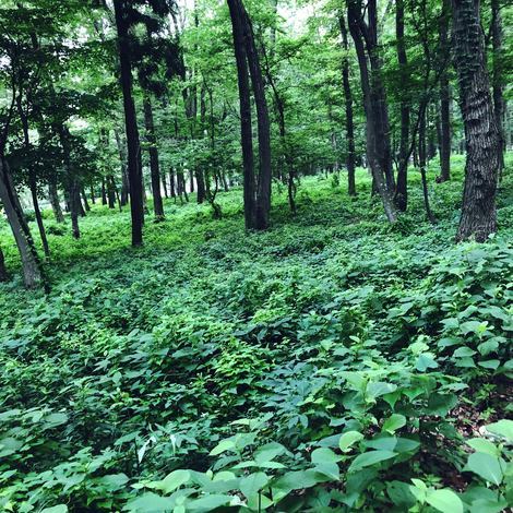 f:id:ouchibiyori:20200712205616j:plain f:id:ouchibiyori:20200712205616j:plain