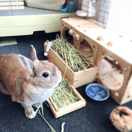 f:id:ouchibiyori:20201023200433j:plain f:id:ouchibiyori:20201023200433j:plain