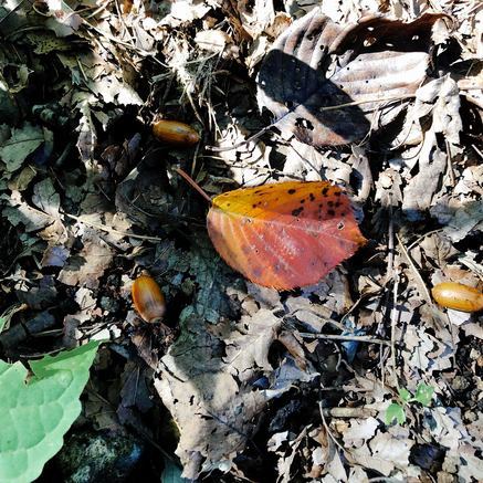 f:id:ouchibiyori:20201109192240j:plain