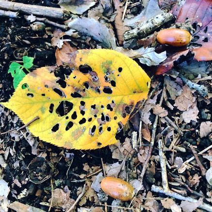 f:id:ouchibiyori:20201109192303j:plain