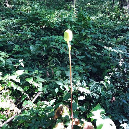 f:id:ouchibiyori:20201109192313j:plain