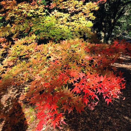 f:id:ouchibiyori:20201128222919j:plain