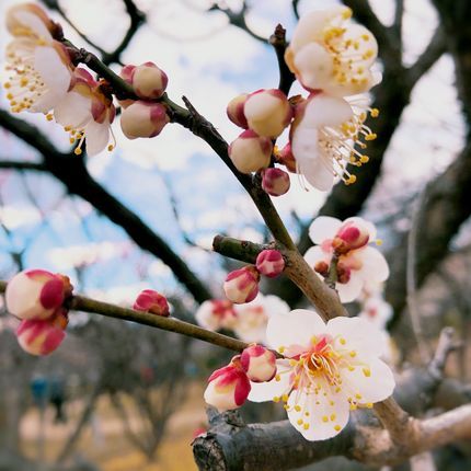 f:id:ouchibiyori:20210218200611j:plain