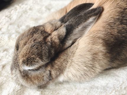 f:id:ouchibiyori:20210226185551j:plain