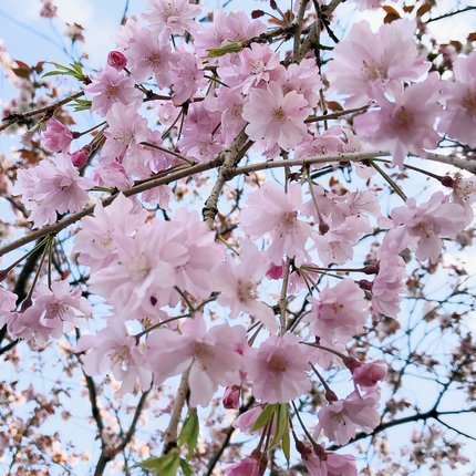 f:id:ouchibiyori:20210412193427j:plain