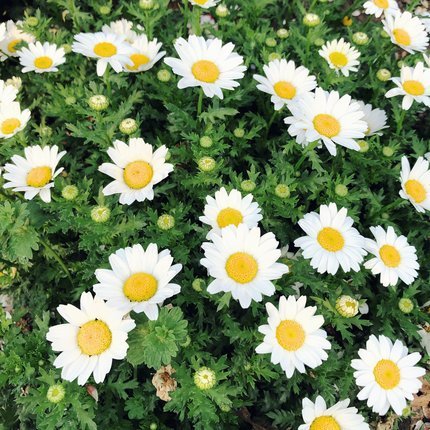 f:id:ouchibiyori:20210412193436j:plain