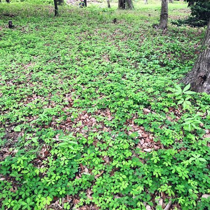 f:id:ouchibiyori:20210419181808j:plain