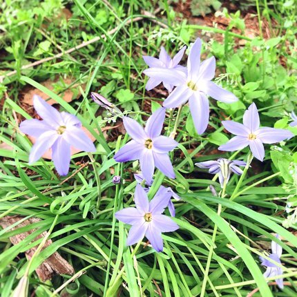 f:id:ouchibiyori:20210419181855j:plain