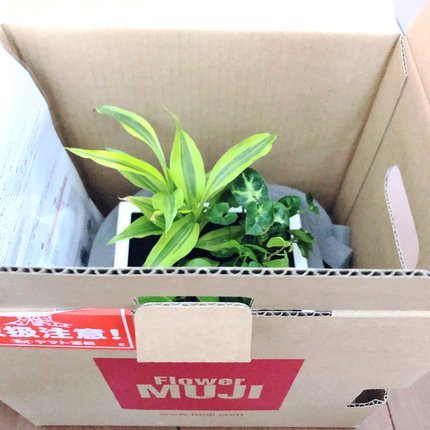 f:id:ouchibiyori:20210425165216j:plain