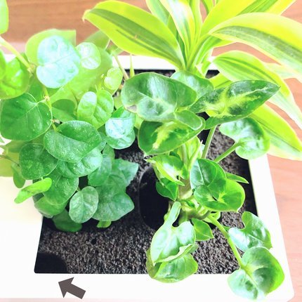 f:id:ouchibiyori:20210425165246j:plain