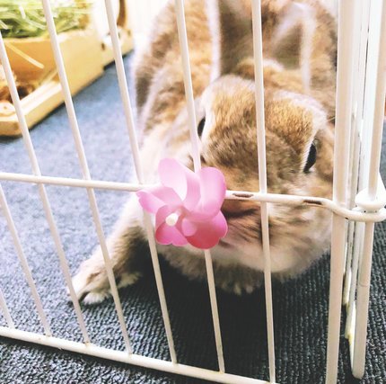 f:id:ouchibiyori:20210721201629j:plain