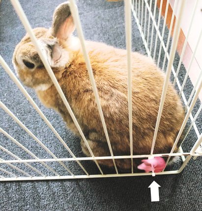 f:id:ouchibiyori:20210721201638j:plain