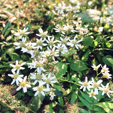 f:id:ouchibiyori:20211004183443j:plain