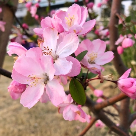 f:id:ouchibiyori:20220414133442j:plain