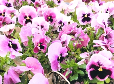 f:id:ouchibiyori:20220414133450j:plain