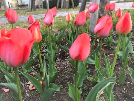 f:id:ouchibiyori:20220414133456j:plain