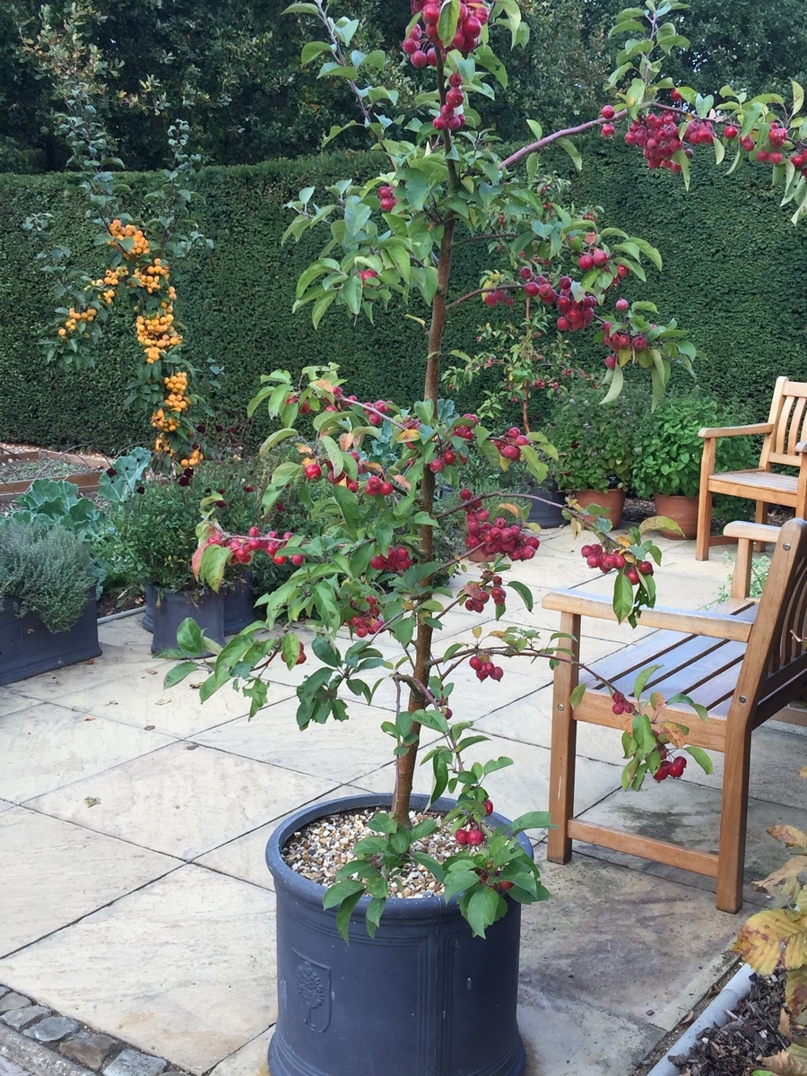 f:id:ouiouigarden:20190423010140j:plain f:id:ouiouigarden:20190423010140j:plain