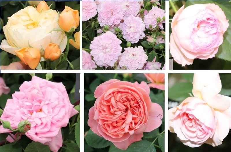 f:id:ouiouigarden:20190529231026j:plain