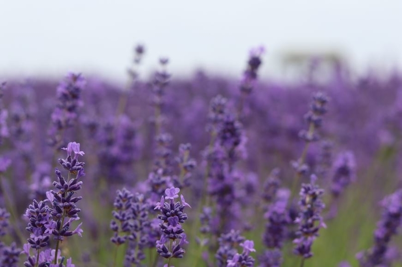 f:id:ouiouigarden:20190820152156j:plain f:id:ouiouigarden:20190820152156j:plain