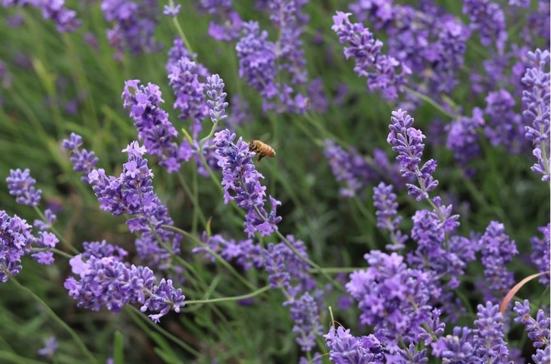 f:id:ouiouigarden:20190820152200j:plain