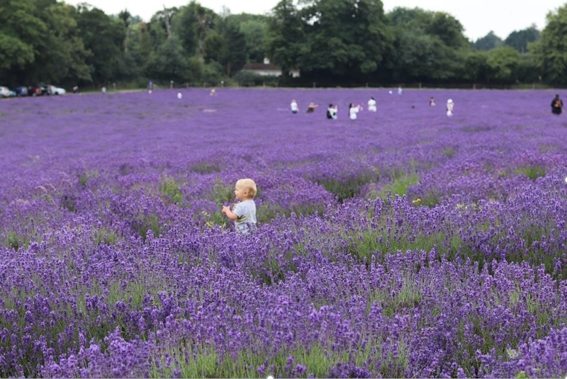 f:id:ouiouigarden:20190820152233j:plain