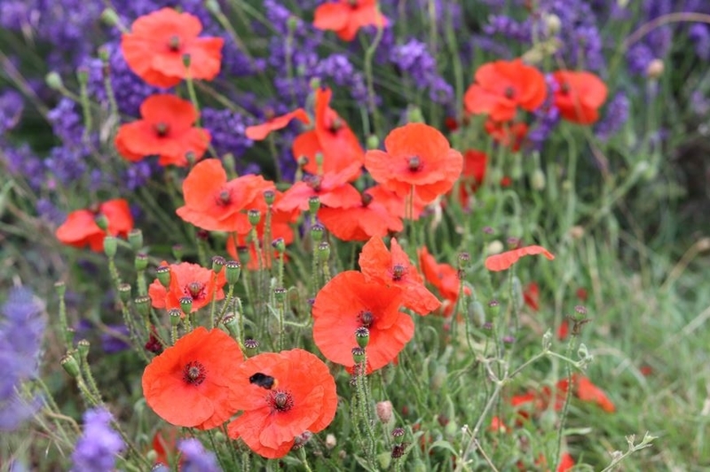 f:id:ouiouigarden:20190820152238j:plain