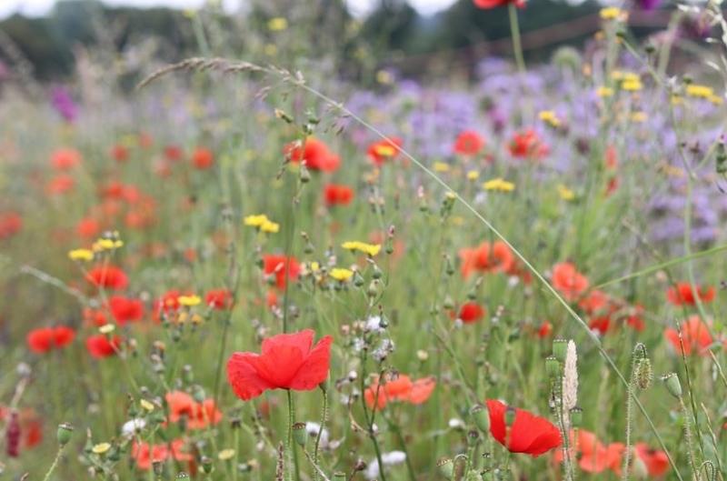 f:id:ouiouigarden:20190820152255j:plain