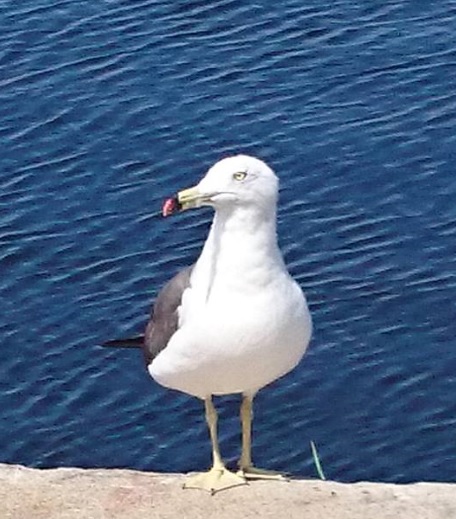 f:id:oukajinsugawa:20180823130913j:plain f:id:oukajinsugawa:20180823130913j:plain