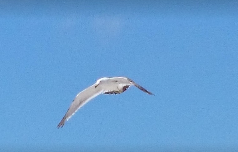 f:id:oukajinsugawa:20180823130924j:plain f:id:oukajinsugawa:20180823130924j:plain