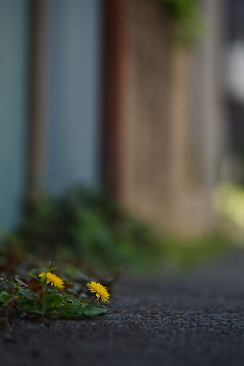 ROLMAX 135mm F2.8 (M42)で撮ってみた - 近江寫眞機店
